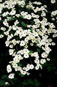 Cornus nuttallii